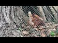 Capturing my chicken laying egg live 5/31/20