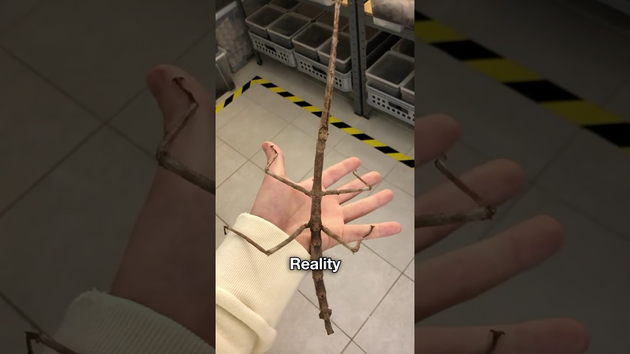 Top 3 invisible Animals 😨