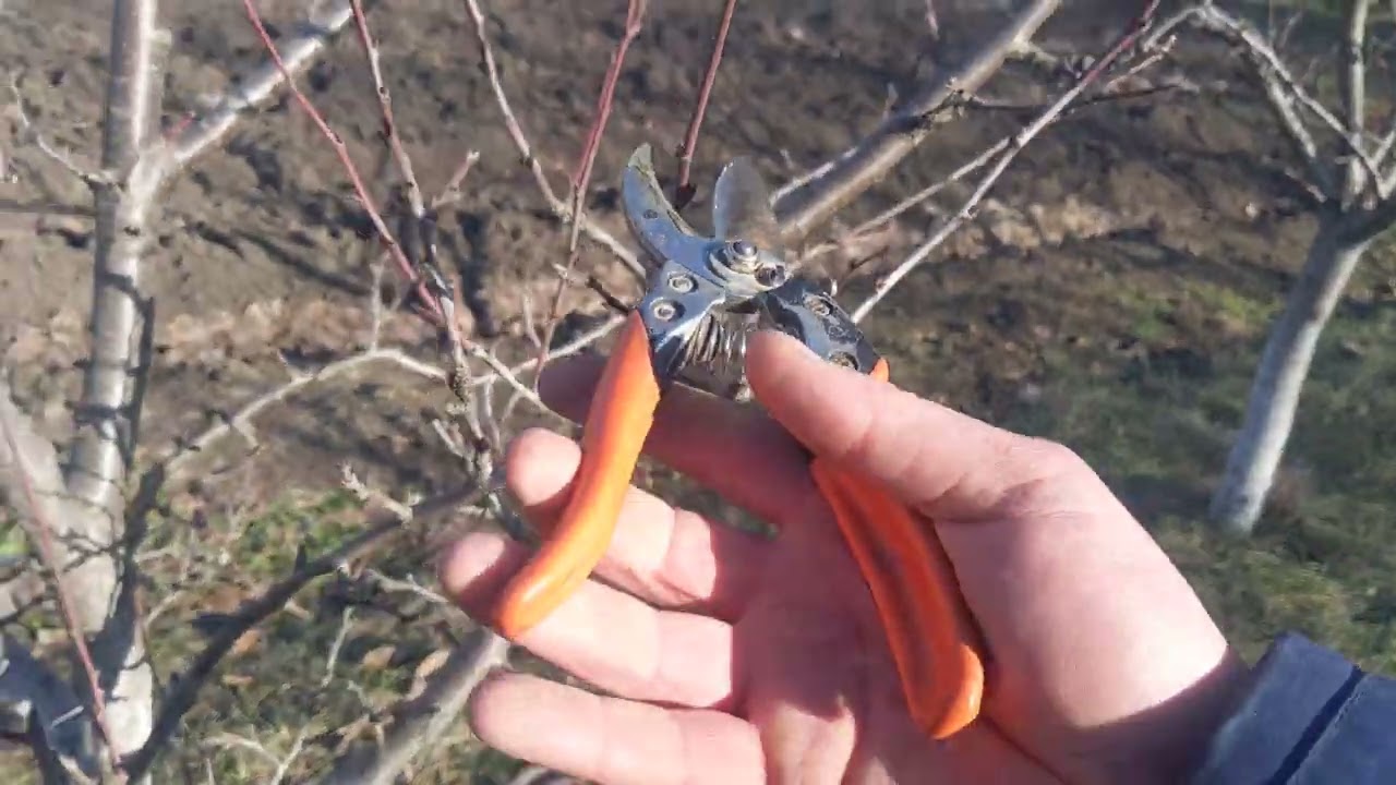 Як правильно обрізати Сливу,все в деталях