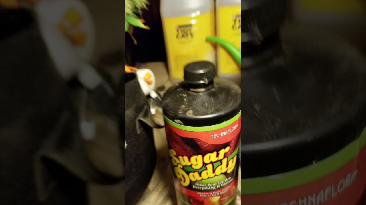 AUTOFLOWER CANNABIS GROW WEEK 12 WHITE WIDOW PHOTOPERIOD GROW WEEK 4 AND A HALF WEEKS I THINK...