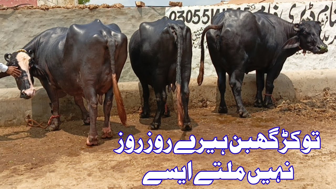 Beautiful Neeli K Tokar Pregnant Brand  July 18, 2025