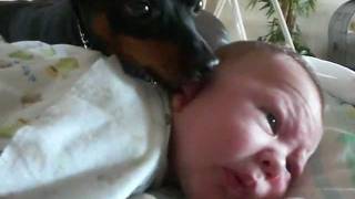 Don't wake the baby! Min Pin guards baby.