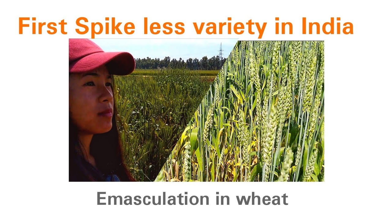 Wheat Awn Less Variety in India |Emasculation | Pollination...
