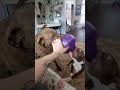Boston and Chessie tug-of-war