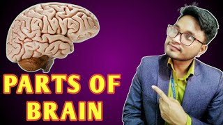 Parts of Brain Anatomy