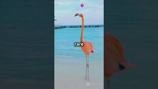 Top 5 Things to Do on Andros Island, Bahamas