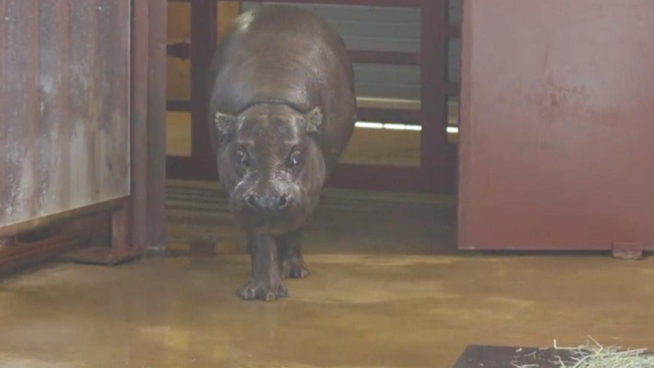 Zoo Welcomes a Hippopotamus for Christmas