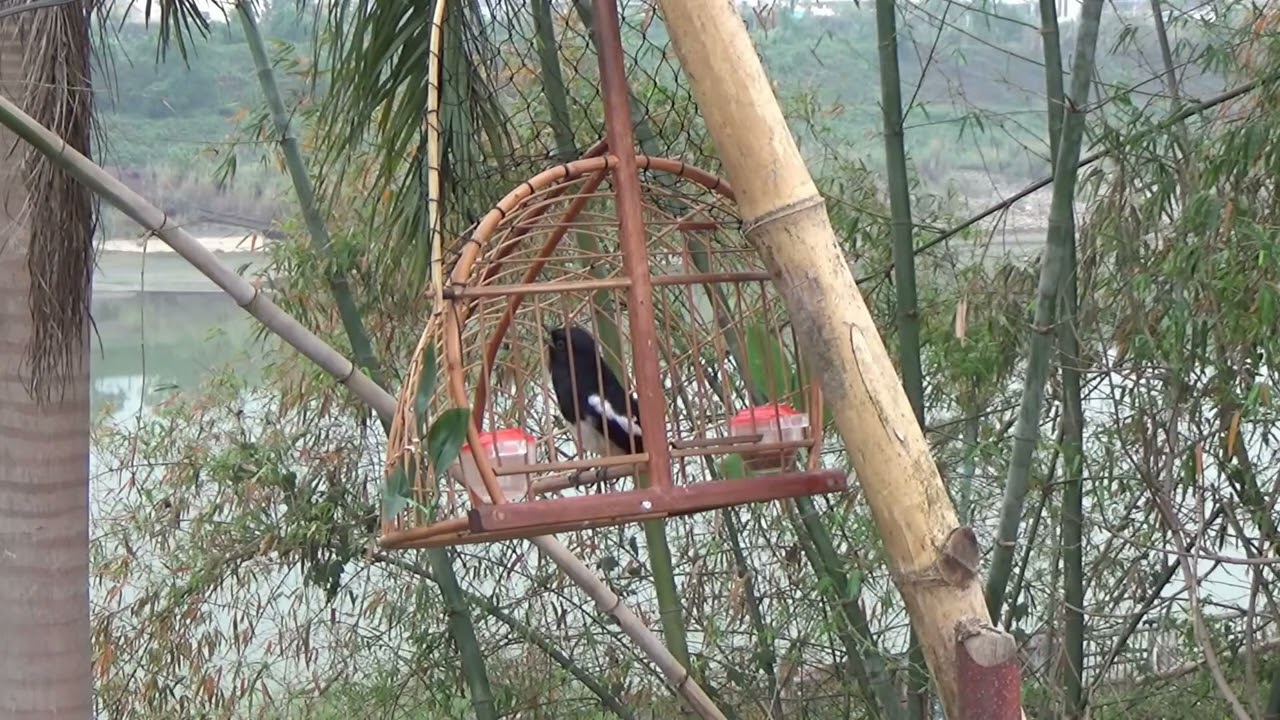 Chòe than hót giọng rừng cực phê | File đi bẫy kích bổi ép giọng chim non phần 1