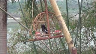 Chòe than hót giọng rừng cực phê | File đi bẫy kích bổi ép giọng chim non phần 1