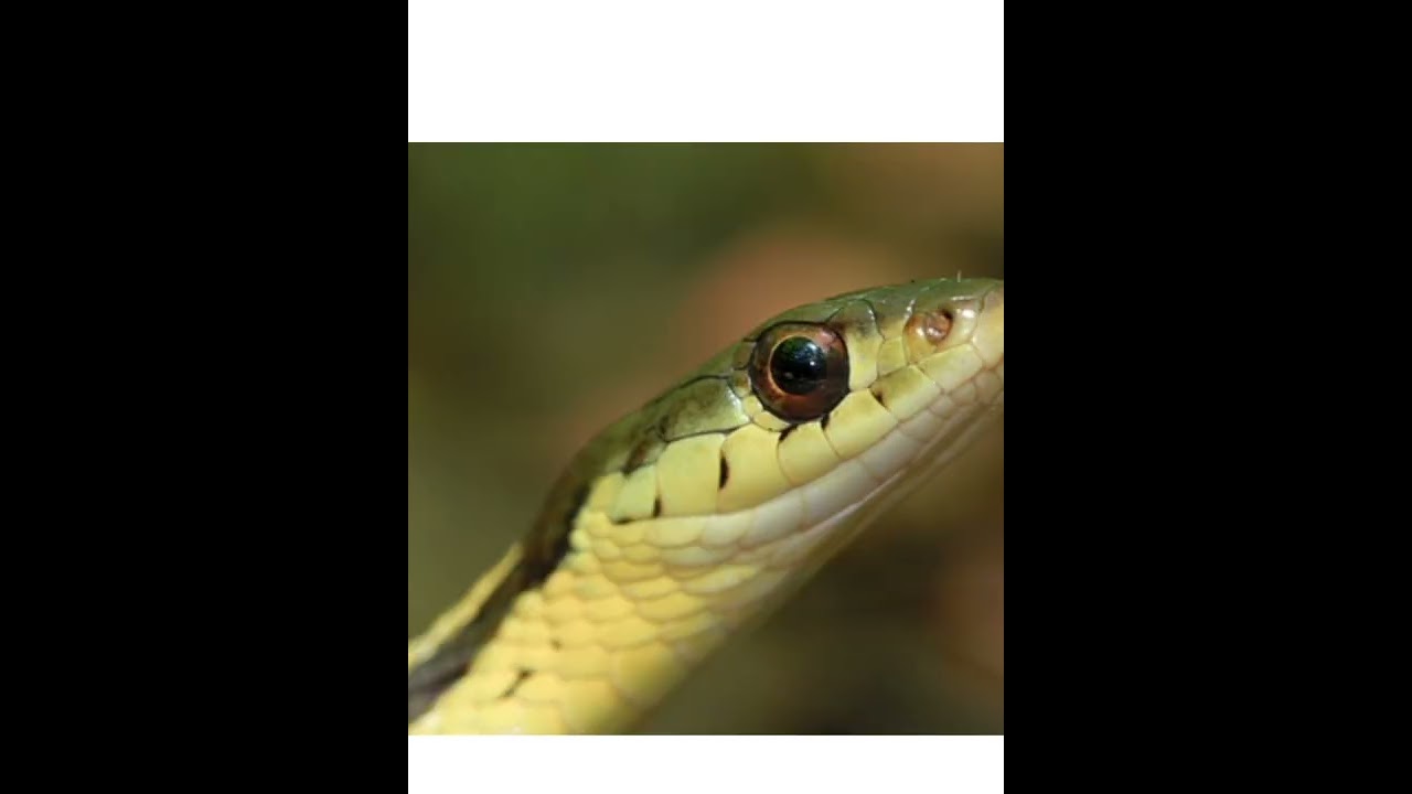 amezing fact about snake short kannada YouTube