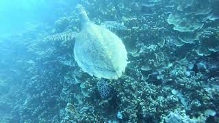 Hawksbill Turtle on Bora Bora Coral