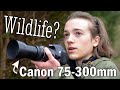 Wildlife Photography with Canon 75-300mm kit lens | Putting the lens to the test | 75-300mm Review