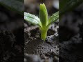 Blue Flower Growing From Wet Soil ASMR