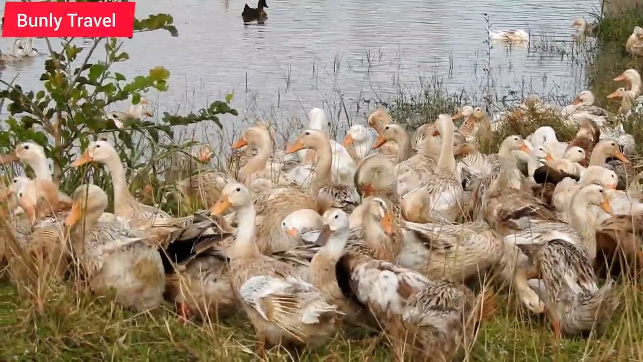 WOW, WONDER DOMESTIC DUCKS 