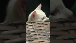 Seringa if ma cat reacts to egyptian music