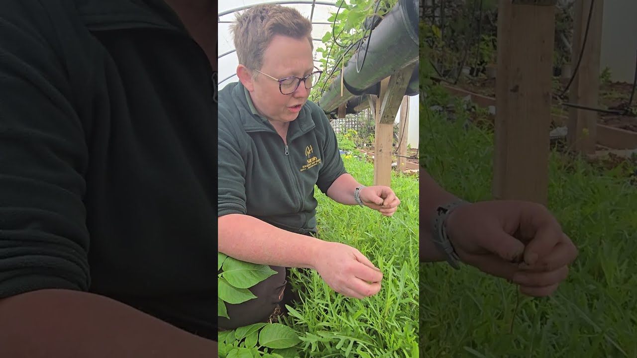 Wild Rocket At Goldstone In Shropshire Gardening Springgardening