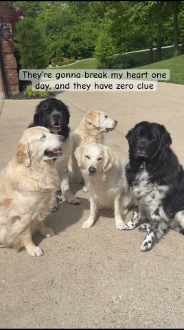 If only they could live forever ❤️ #dogs #goldenretriever #newfoundlanddog
