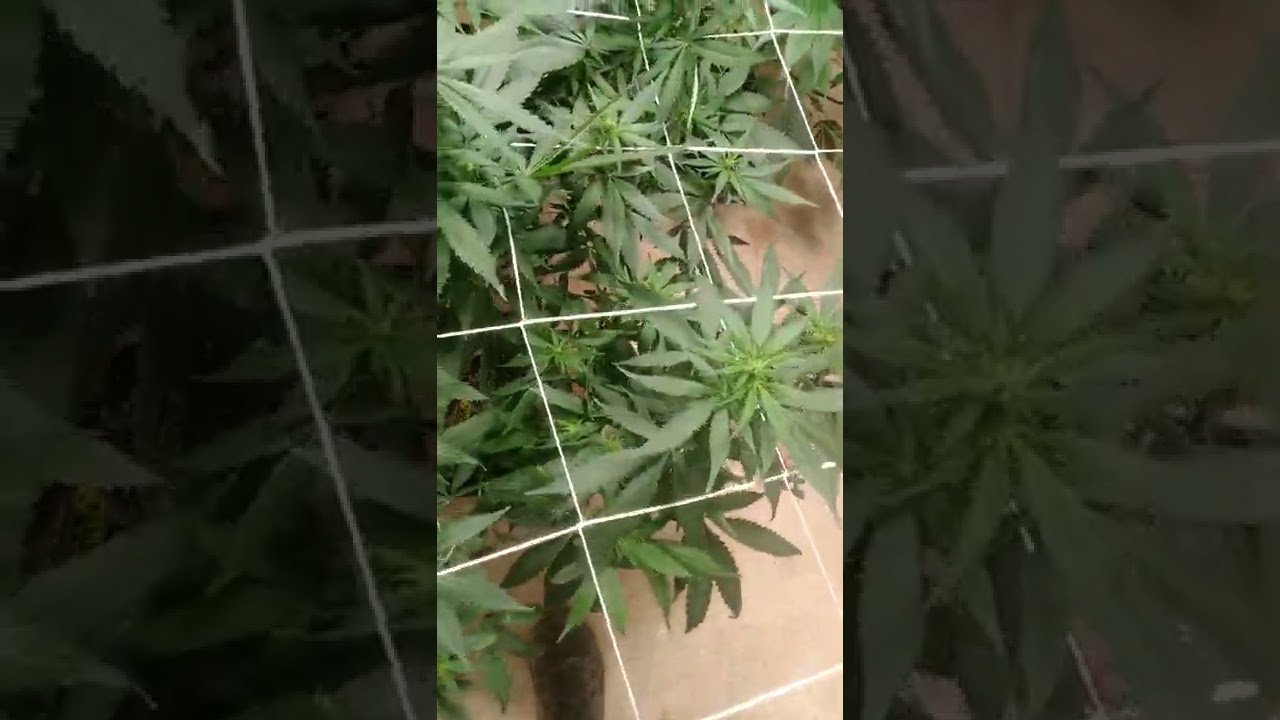 Day 14 of flower using Athena pro feed schedule!!
