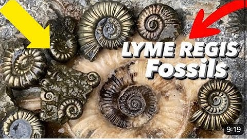 A Jurassic Coast Fossil Hunting Tip!You Really Should Know?🤔