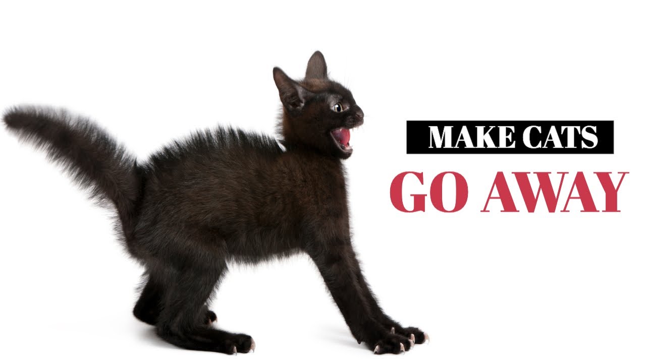 Sound To Make Cats Go Away YouTube