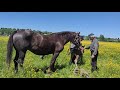 Коні🐴🐴🐴Ваговози👍👍👍👍👍. В нас поповнення Коні Тернопільщини🐴🐴🐴🐴🐴.