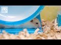 ひらべったく眠る虎徹くん。【ジャンガリアンハムスター】/Hamster COTETSU  is sleeping very flat.