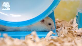 ひらべったく眠る虎徹くん。【ジャンガリアンハムスター】/Hamster COTETSU  is sleeping very flat.