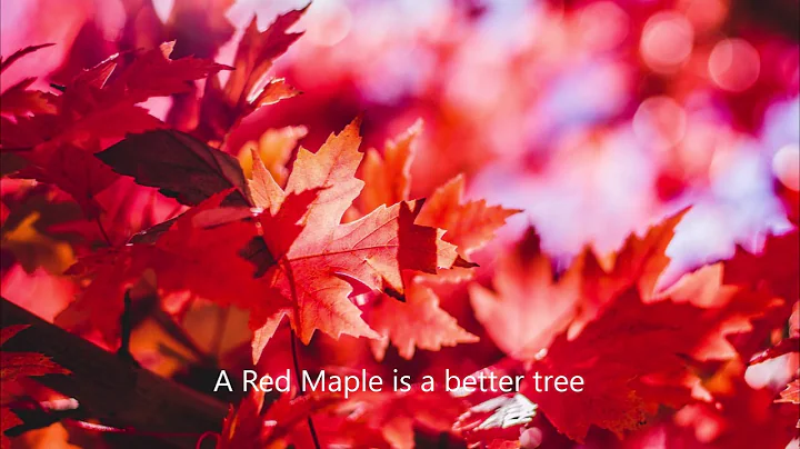 We refuse to Plant Norway Maple Trees    Here is why