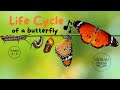 Life Cycle of a Butterfly | Insects for Kids | Science for Kids