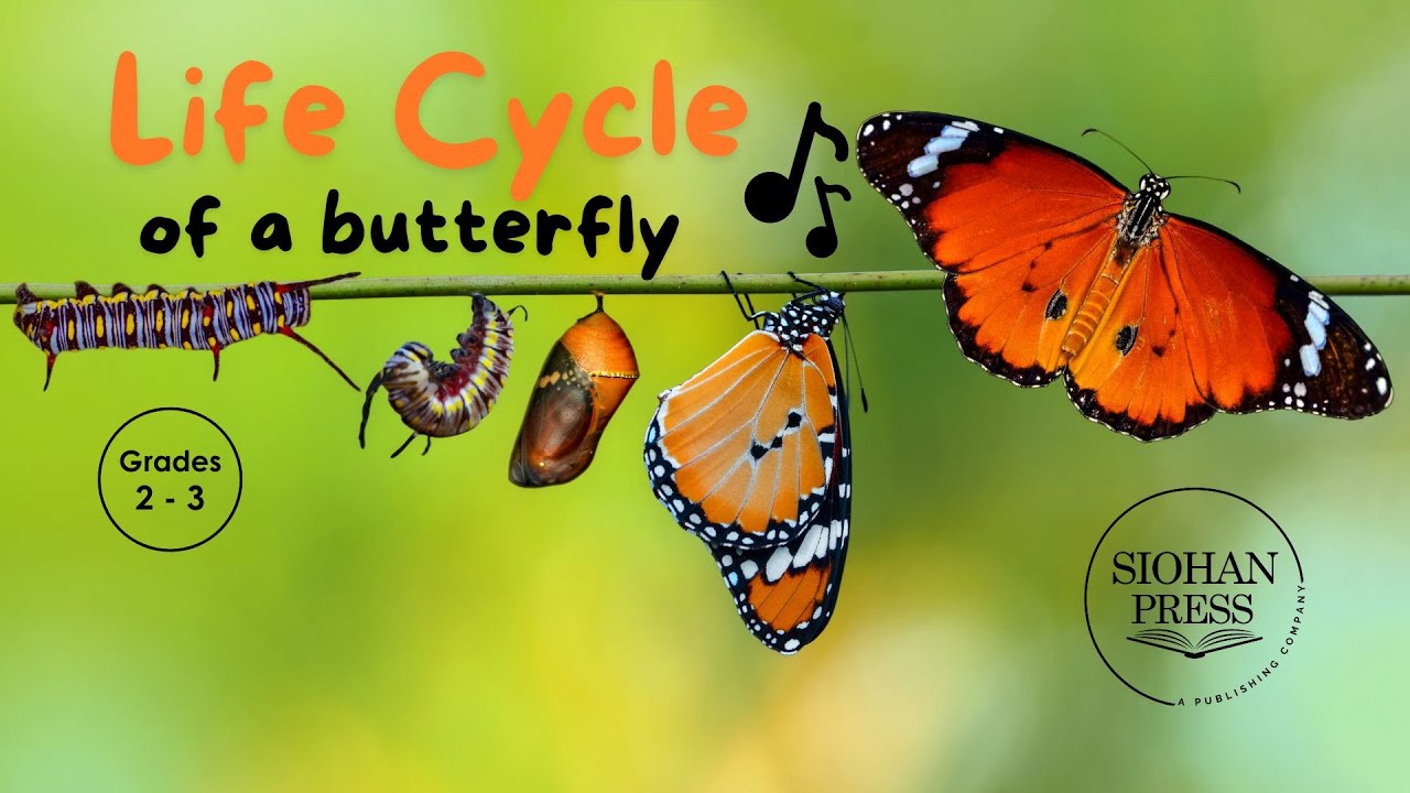 Life Cycle of a Butterfly | Insects for Kids | Science for Kids - YouTube