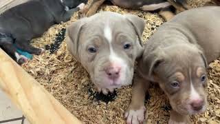 XL American Bully Puppies For Sale