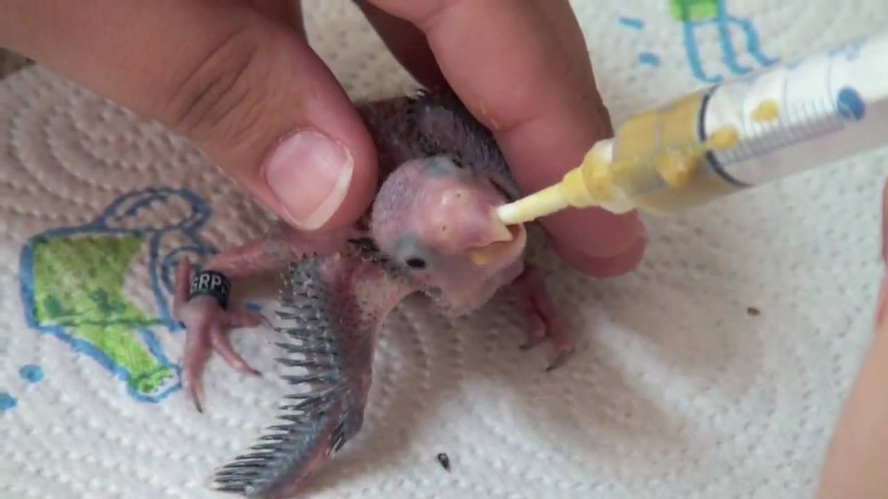 littletweet com baby parrotlet being hand fed youtube