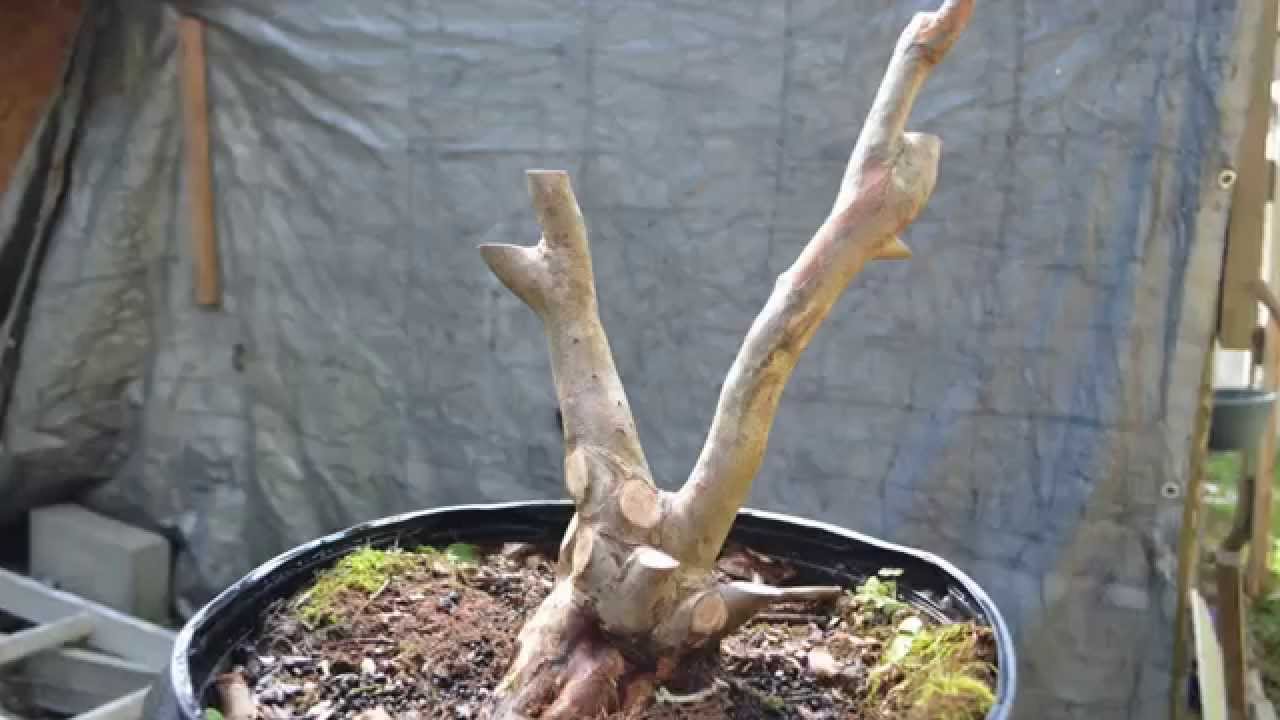 Pre-Bonsai, Crepe Myrtle #2, greatfalcon.com - YouTube