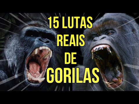 15 Lutas Reais De Gorilas Gravadas Por Cameras