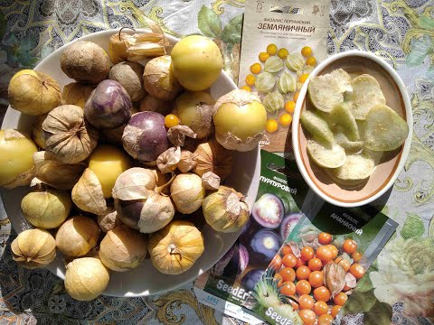 Video: Physalis Peruanski