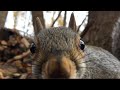 Upclose view of forest critters squirrels songbirds crows woodland birdsong birdwatching for cats