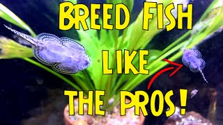 HOW TO BECOME A MASTER FISH BREEDER - Top 5 Breeding Fish For Profit Tips