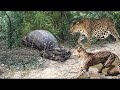 뱀은 계속 머리를 두들겨 맞습니다! leopard, cheetah, python snake, bat, crocodile real fights!