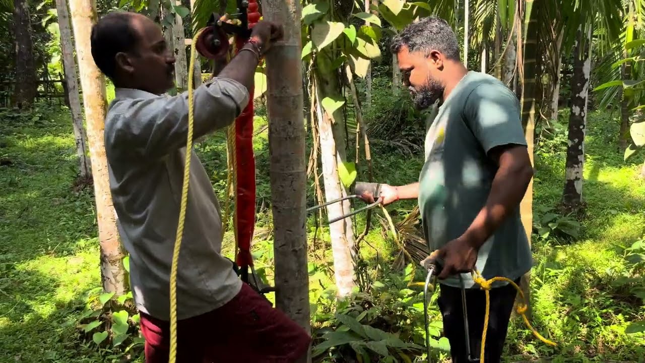 सुपारी कापणी यंत्र #kokan#redi#maharashtra