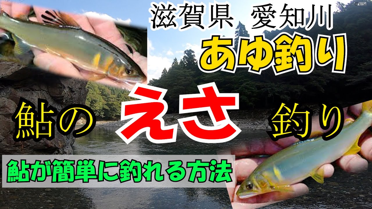 【アユ餌釣り】愛知川で「爆釣」!? 滋賀で鮎の餌釣りに挑戦した結果がヤバイ！