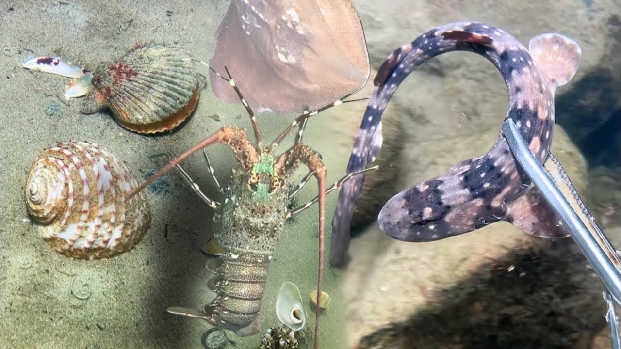 Các thợ lặn tự do của ông ấy đang tìm vàng.