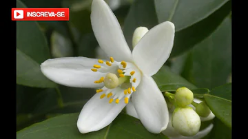 O que acontece com as flores de uma laranjeira?