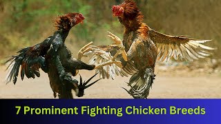 7 Prominent Fighting Chicken Breeds || #pets #chickenfighting #fight by nsfarmhouse 790 views 6 months ago 2 minutes, 31 seconds