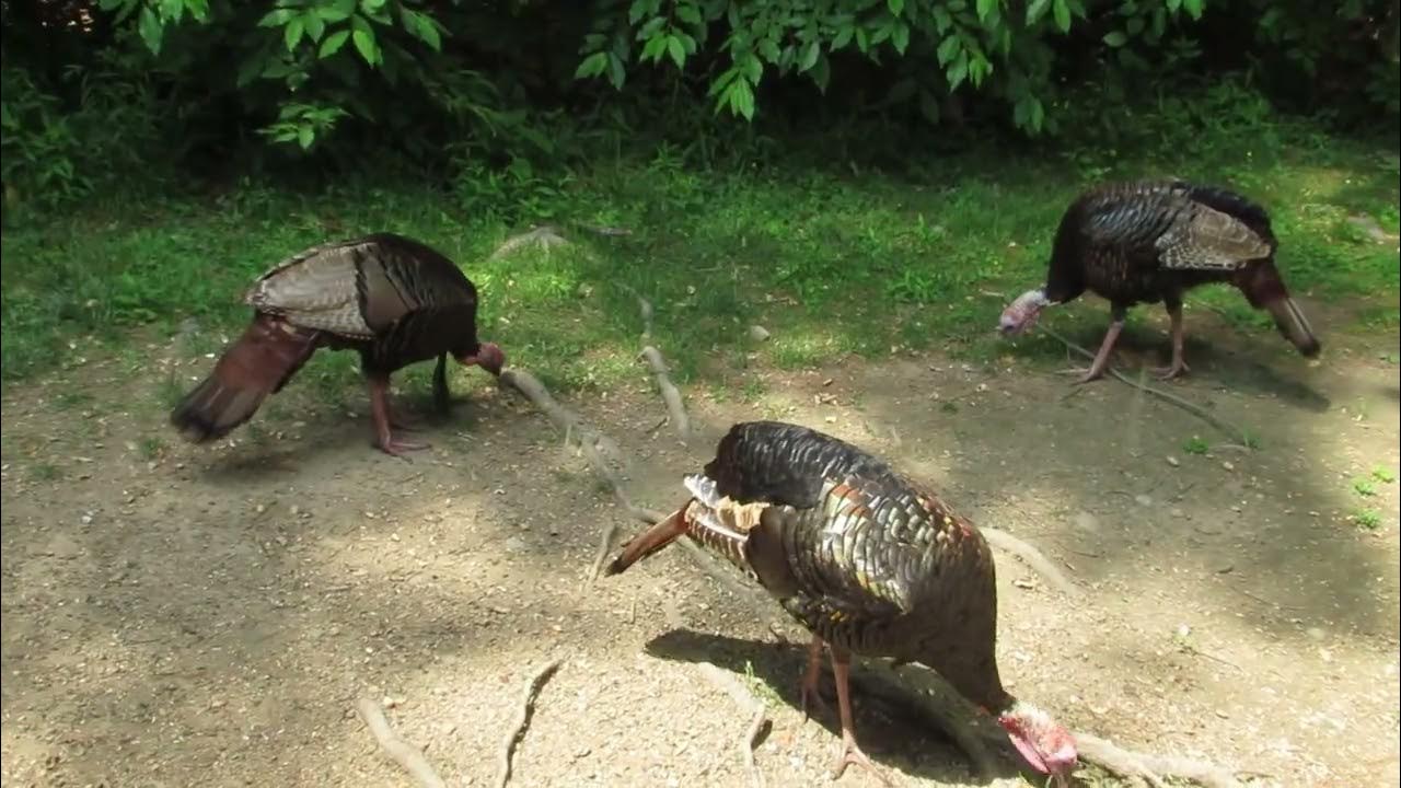 Wild Turkeys (Jakes) With a Quick Popin from Chippie YouTube