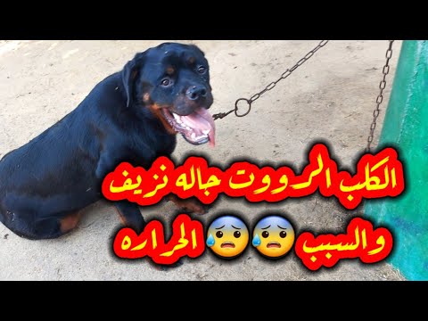 نزيف رهيب يأدى للموت من انف الكلب احتباس حرارى