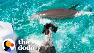 Wild Dolphin Loves Playing Tag With His Favorite Dog | The Dodo Odd Couples