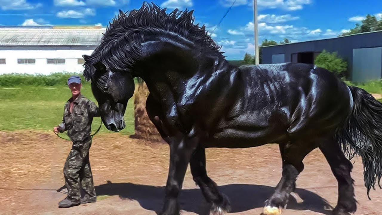 These Are 10 Most Beautiful Rarest Horses | Rare Species of Horses