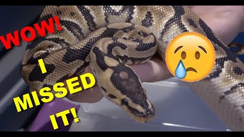 Crypton Ball Python Clutch Cutting| My Worst Luck EVER!!!