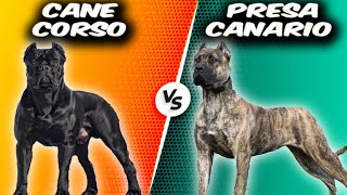 Cane Corso VS Presa Canario - Comparison