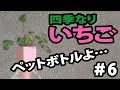 【植物栽培】四季なりいちご #6　(Four seasons strawberry)